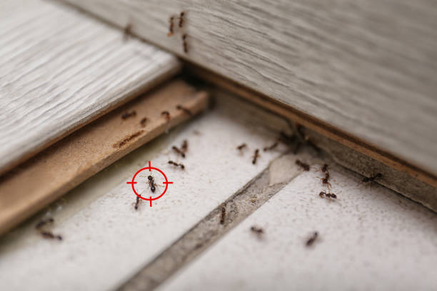 Best Affordable Pest Control Services  in Olympia, WA