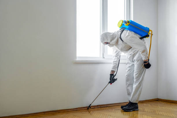 Best Rat Extermination Near Me  in Olympia, WA