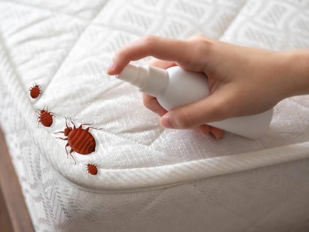 Best Bed Bug Extermination  in Olympia, WA