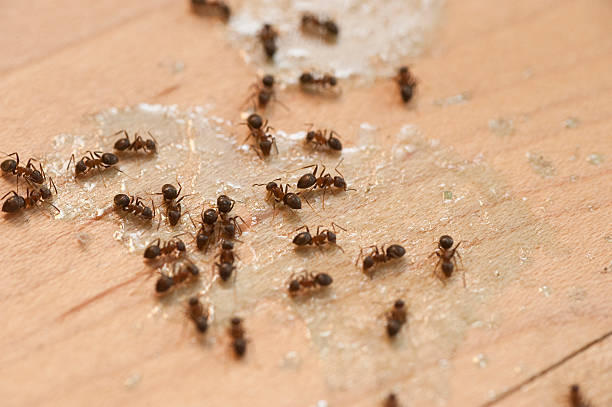 Olympia, WA Pest Control Company