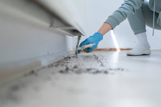 Best Insect Control  in Olympia, WA