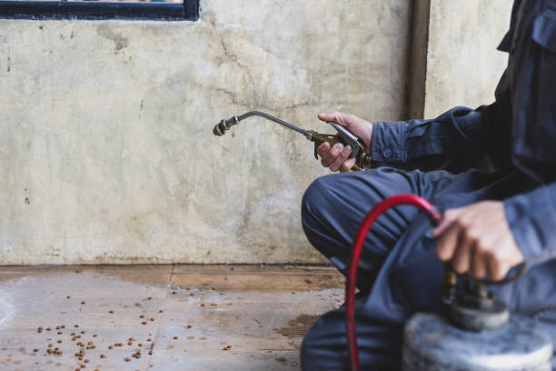 Best Wasp Removal Services  in Olympia, WA