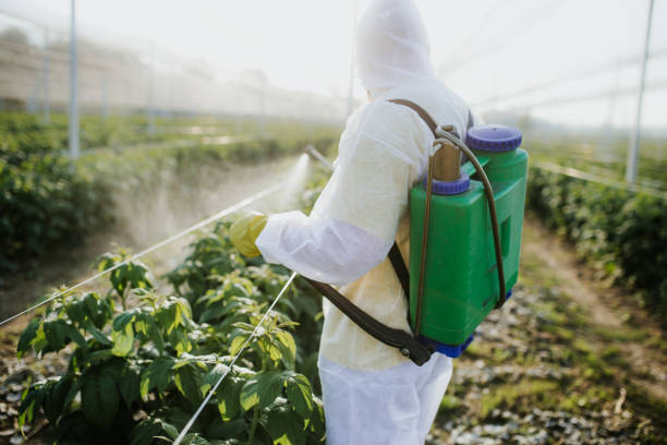Insect Control in Olympia, WA